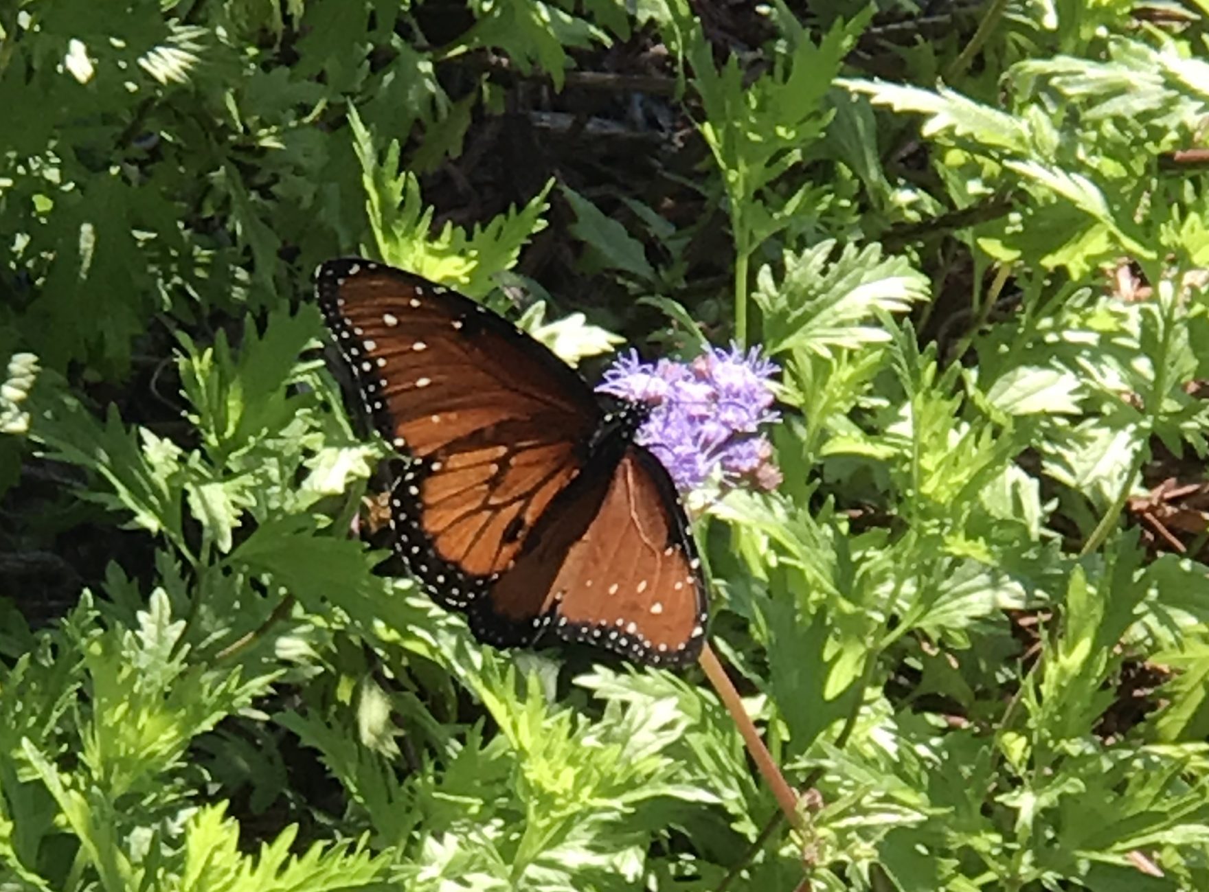 How to Grow Lettuce in Central Texas?