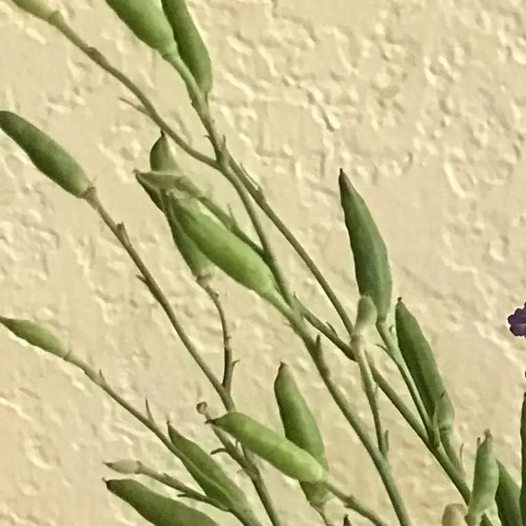 How to grow broccoli in central Texas