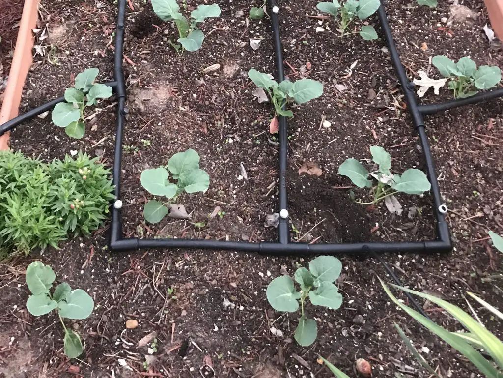 broccoli plants and irrigation