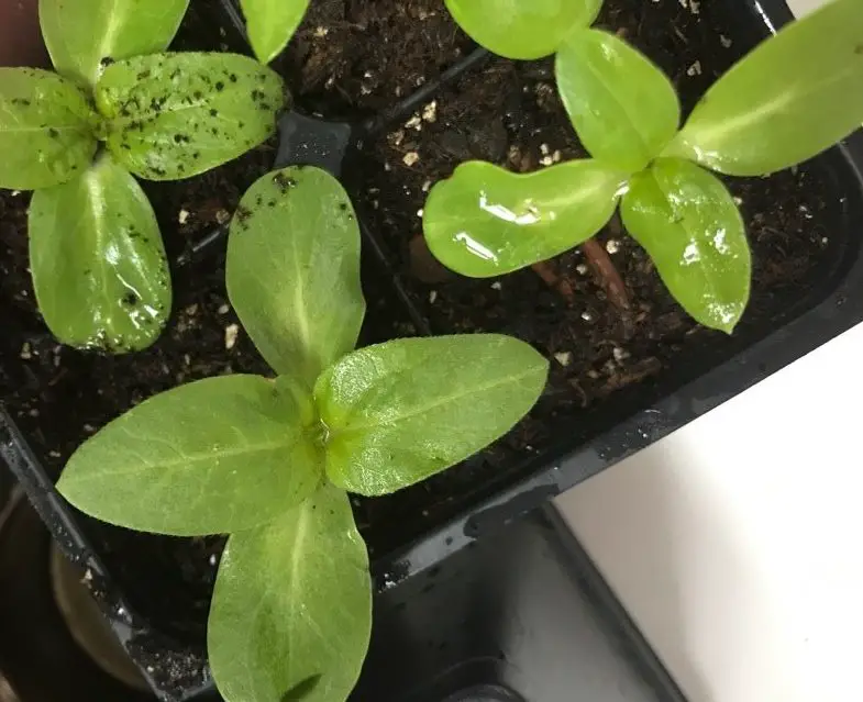 seedlings