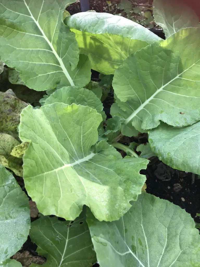 growing leafy greens in central Texas