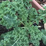 How to Grow Leafy Greens in Central Texas