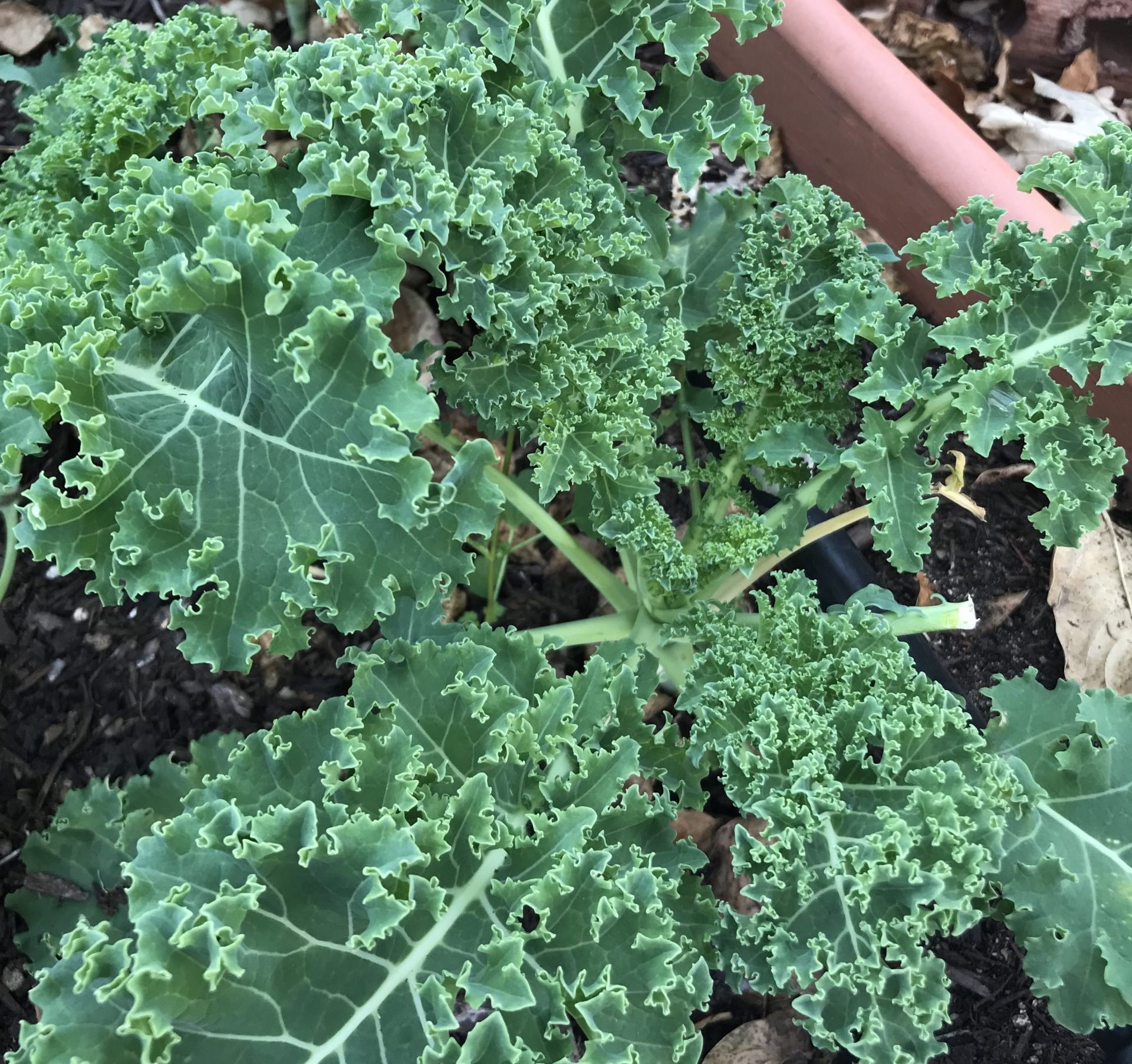growing leafy greens in central texas