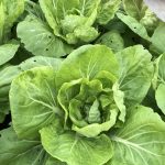 The Way To Grow Chinese Cabbages in Central Texas?