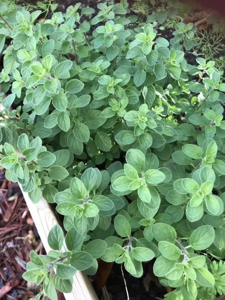 top vegetables for central texas