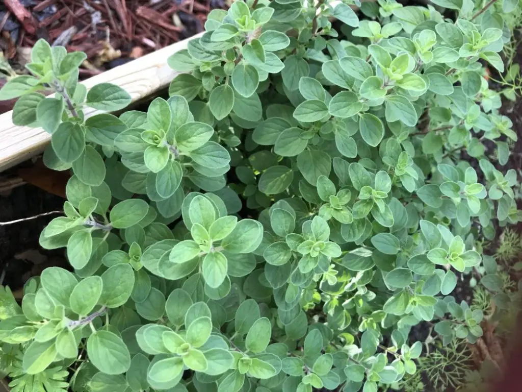 top vegetables for central texas