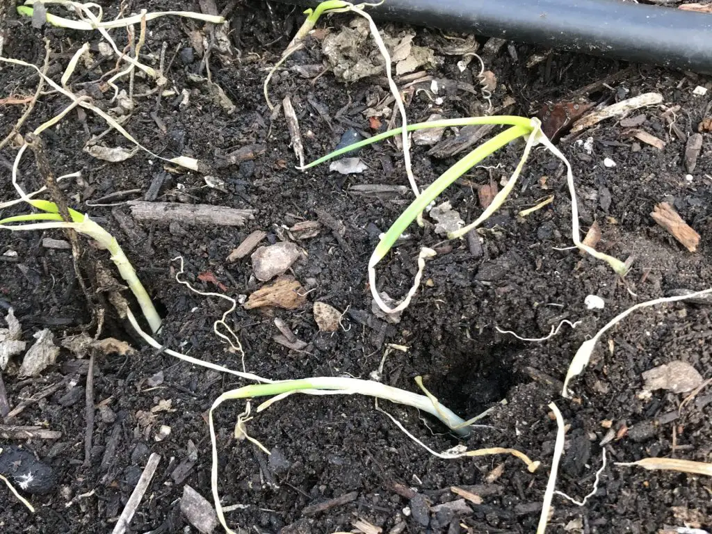 grow great onions