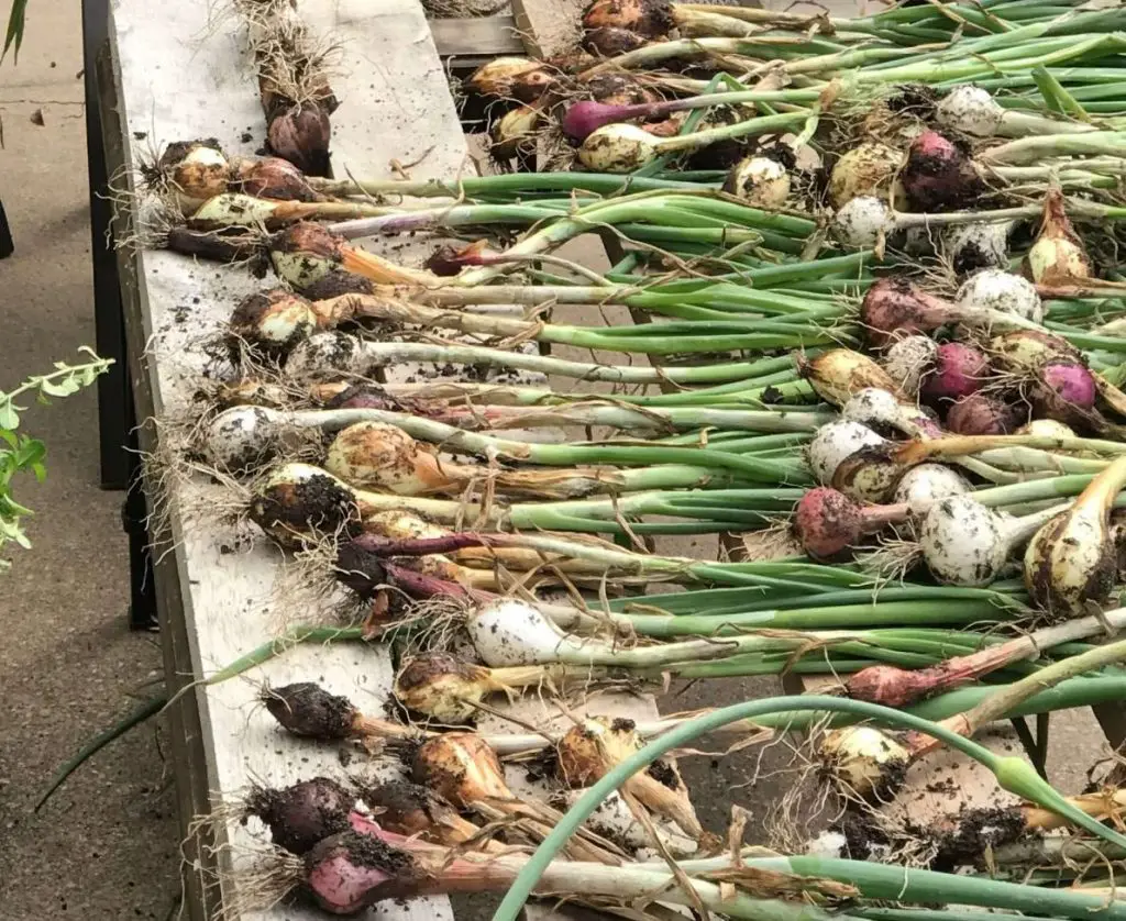 growing onions in central Texas