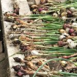What You Need to Know to Grow Great Onions