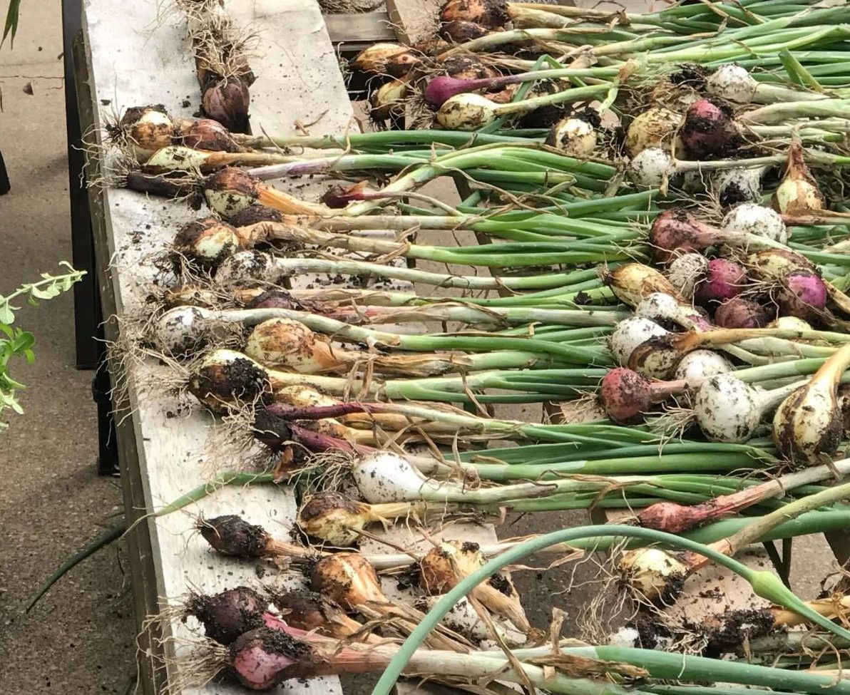 growing onions in central Texas