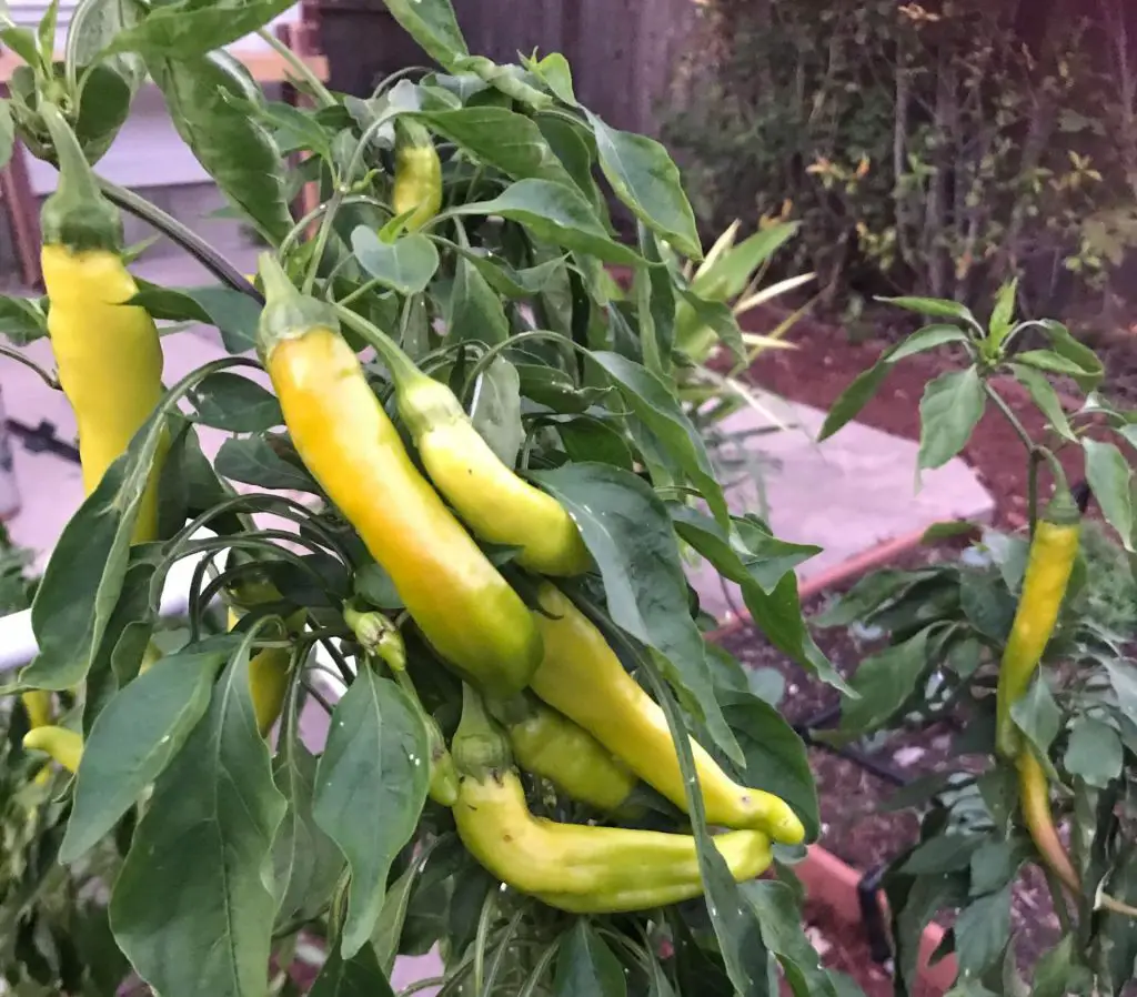 peppers on a plant