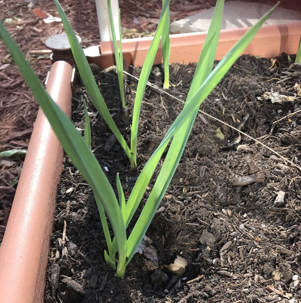 planted garlic in the perimeter