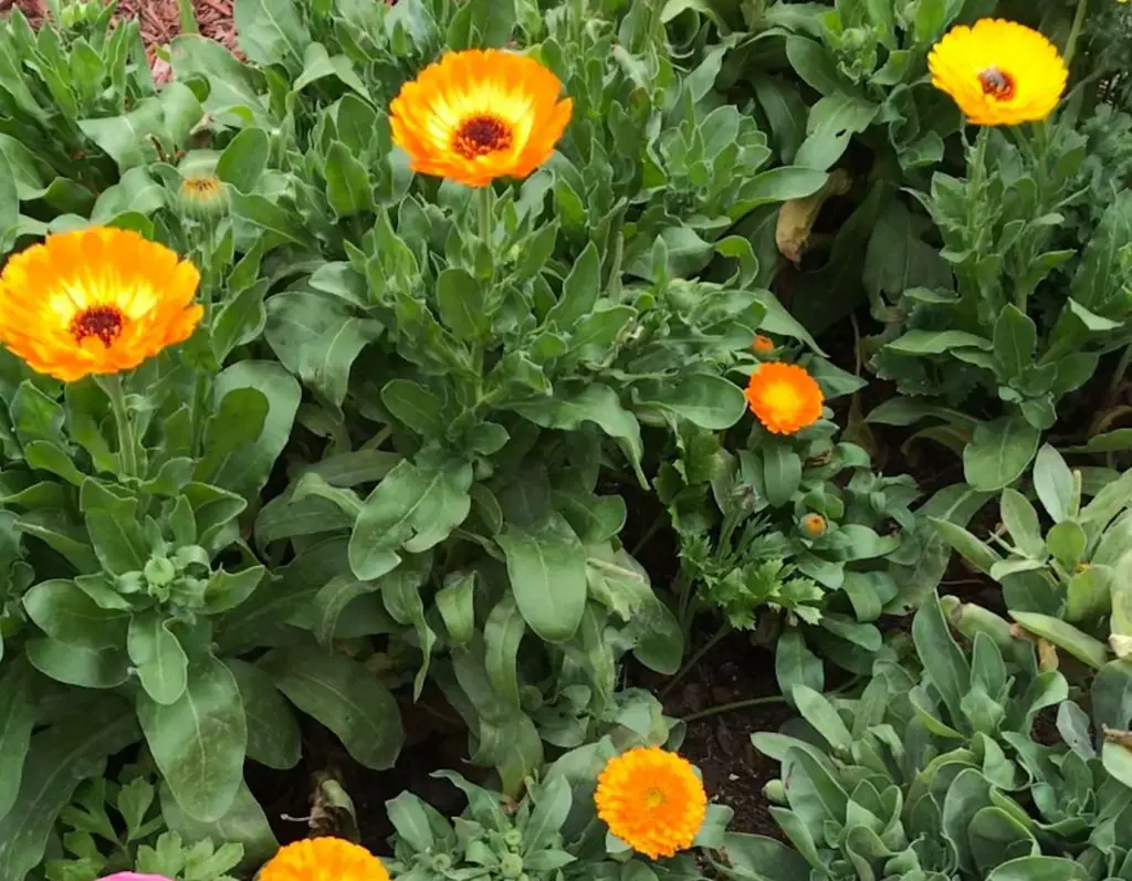 winter blooms for central Texas