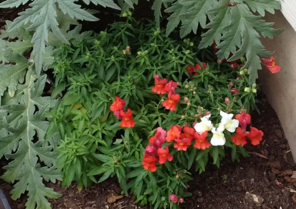 How to grow snapdragons from seed in Central Texas