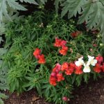 Make Your Texas Garden Bloom In Winter