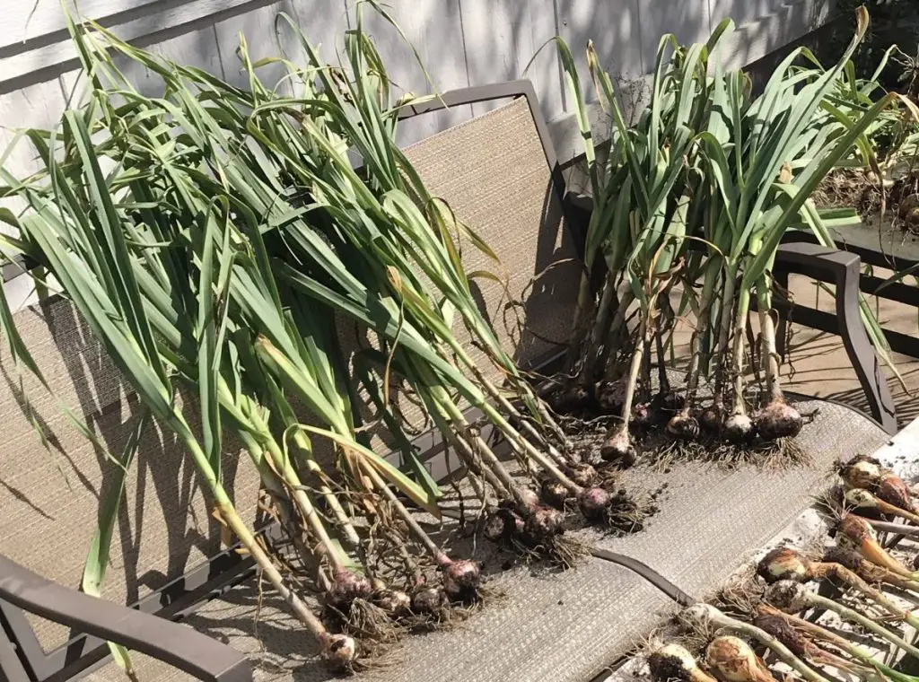 growing garlic in central Texas