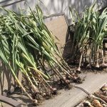 How to Grow Garlic in Central Texas?