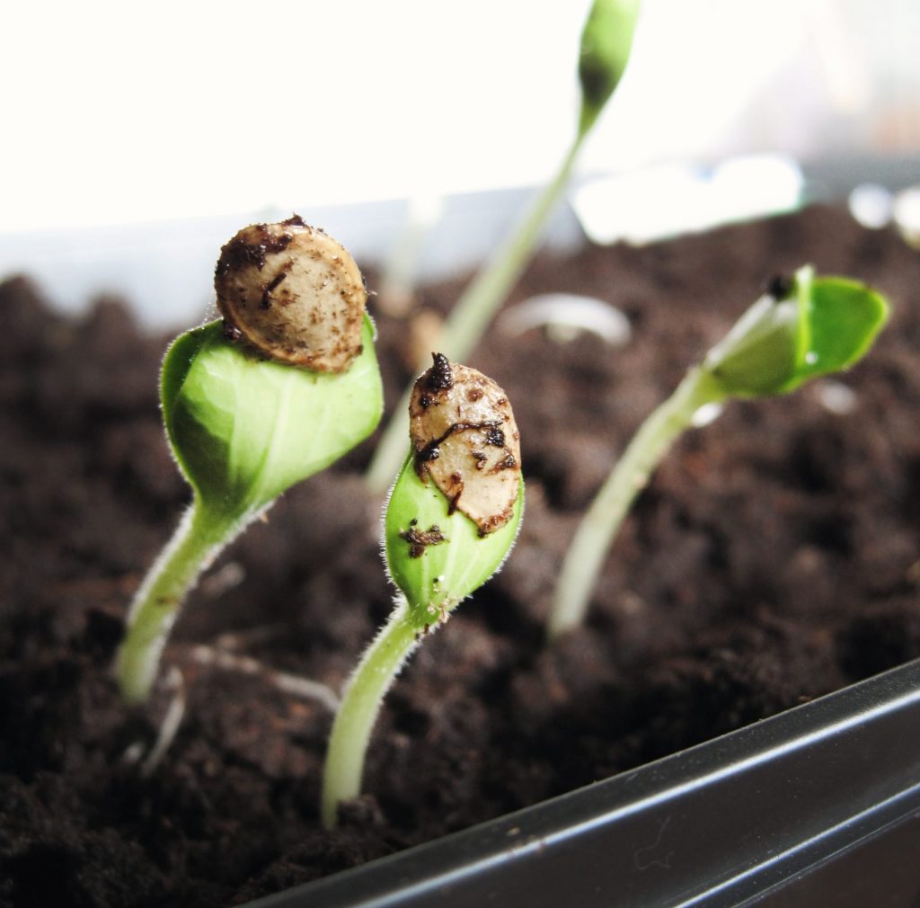 seedlings