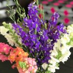 5 Easy Flowers to Grow From Seed In September