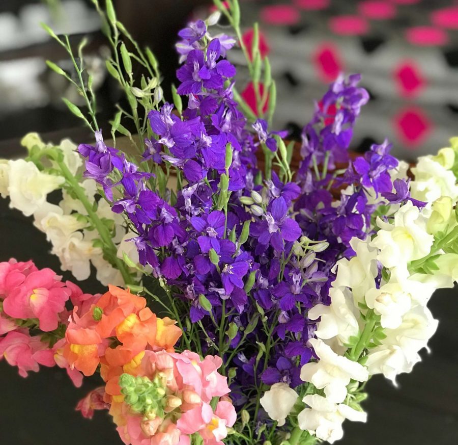 How To Grow Snapdragons From Seed in Texas