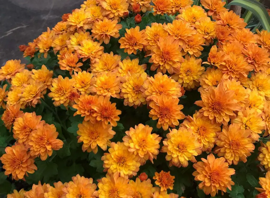 winter blooms for central Texas