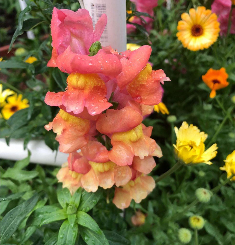 winter blooms for central Texas