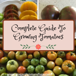 18 Useful Tips To Grow Tomatoes In Texas