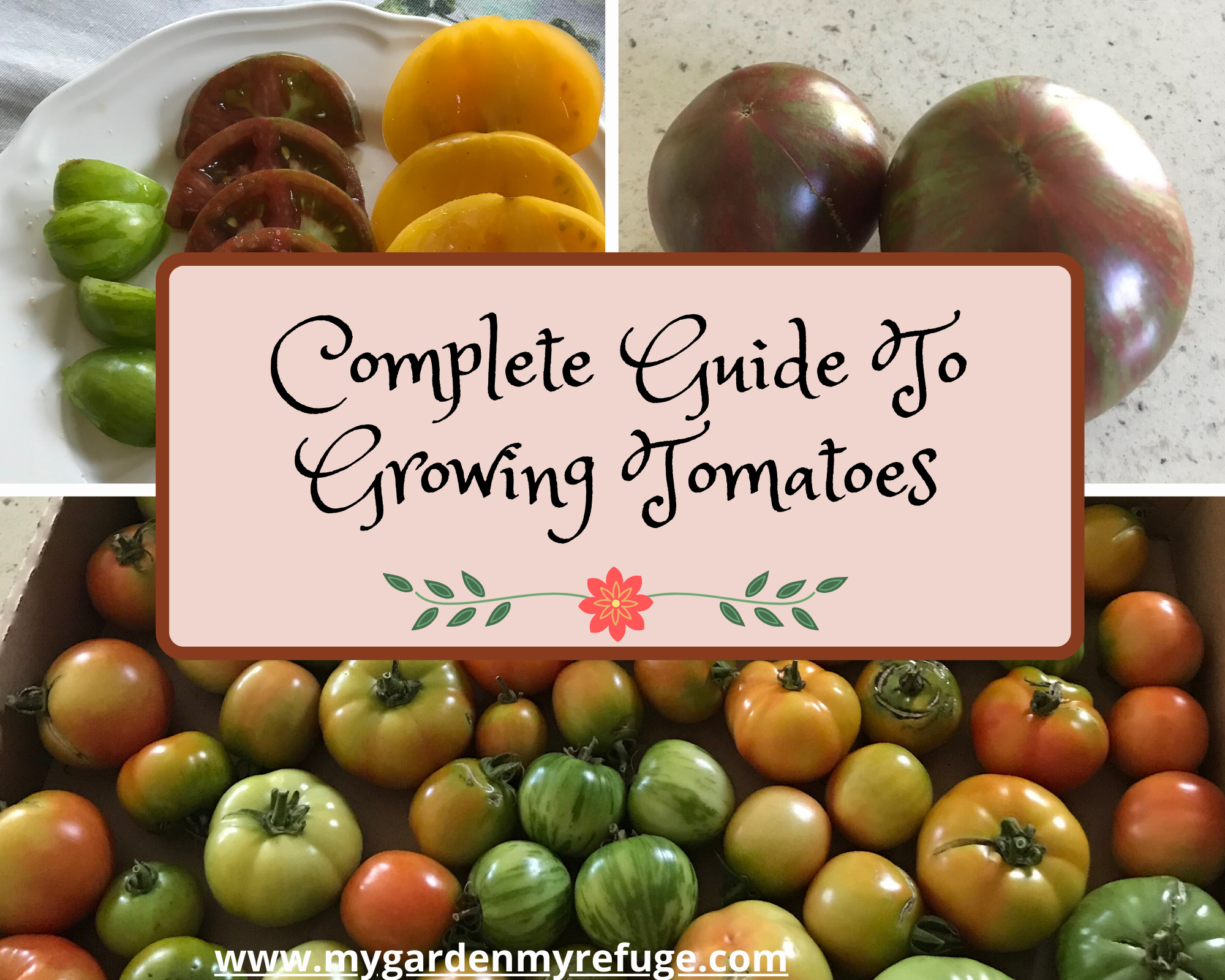 Growing Tomato Guide