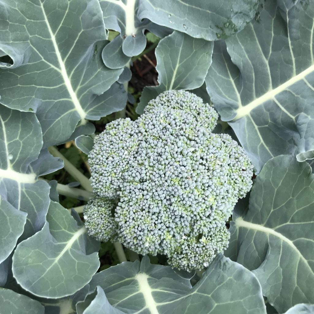 growing broccoli in central texas