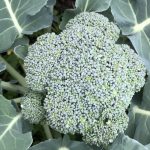 How to Grow Broccoli In Central Texas?