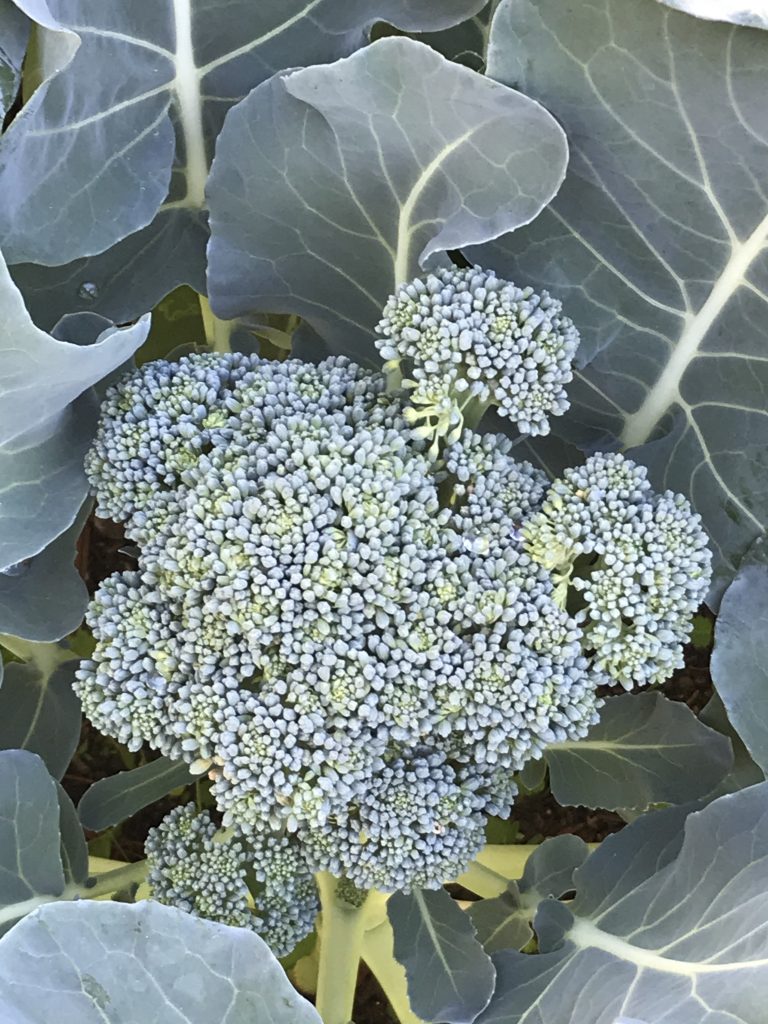growing broccoli in central texas