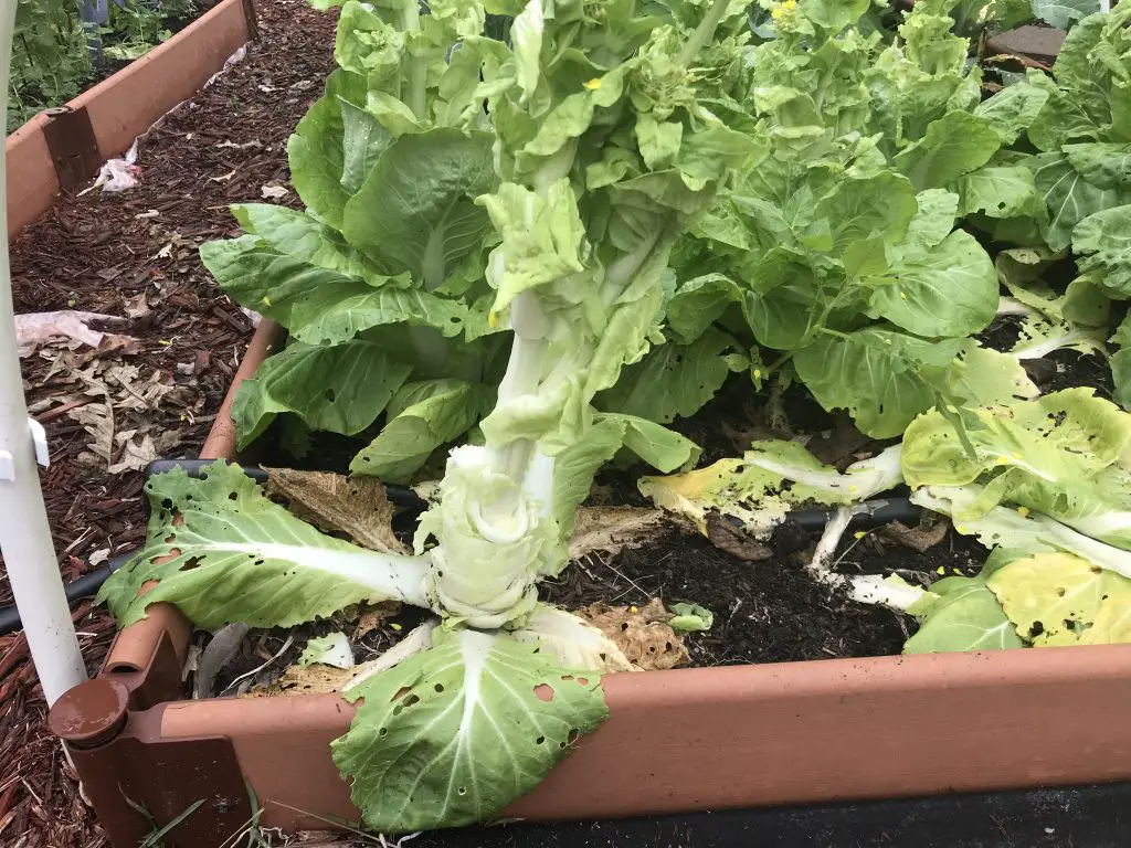 bolting Cabbage