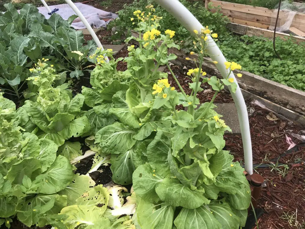 The Way To Grow Chinese Cabbages in Central Texas? Wellness Gardens