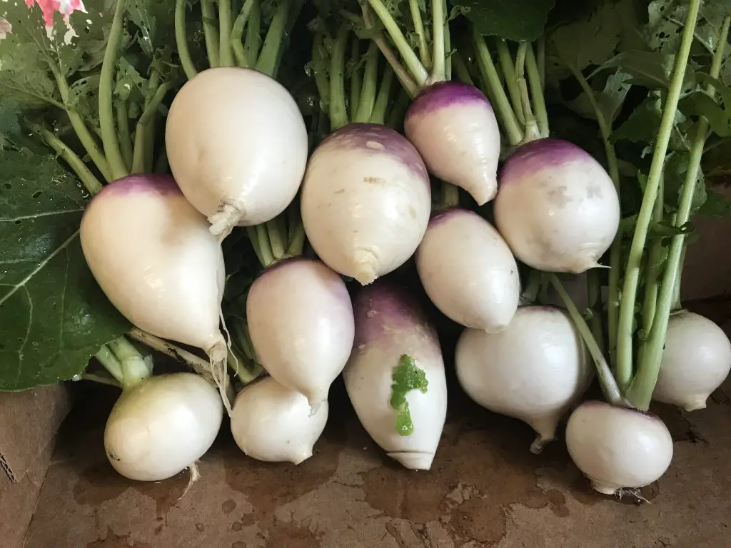 turnips