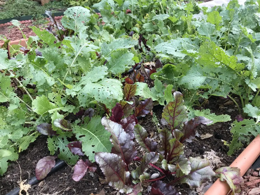 turnips and beets bed