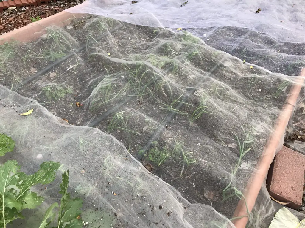 Mesh cover over transplants