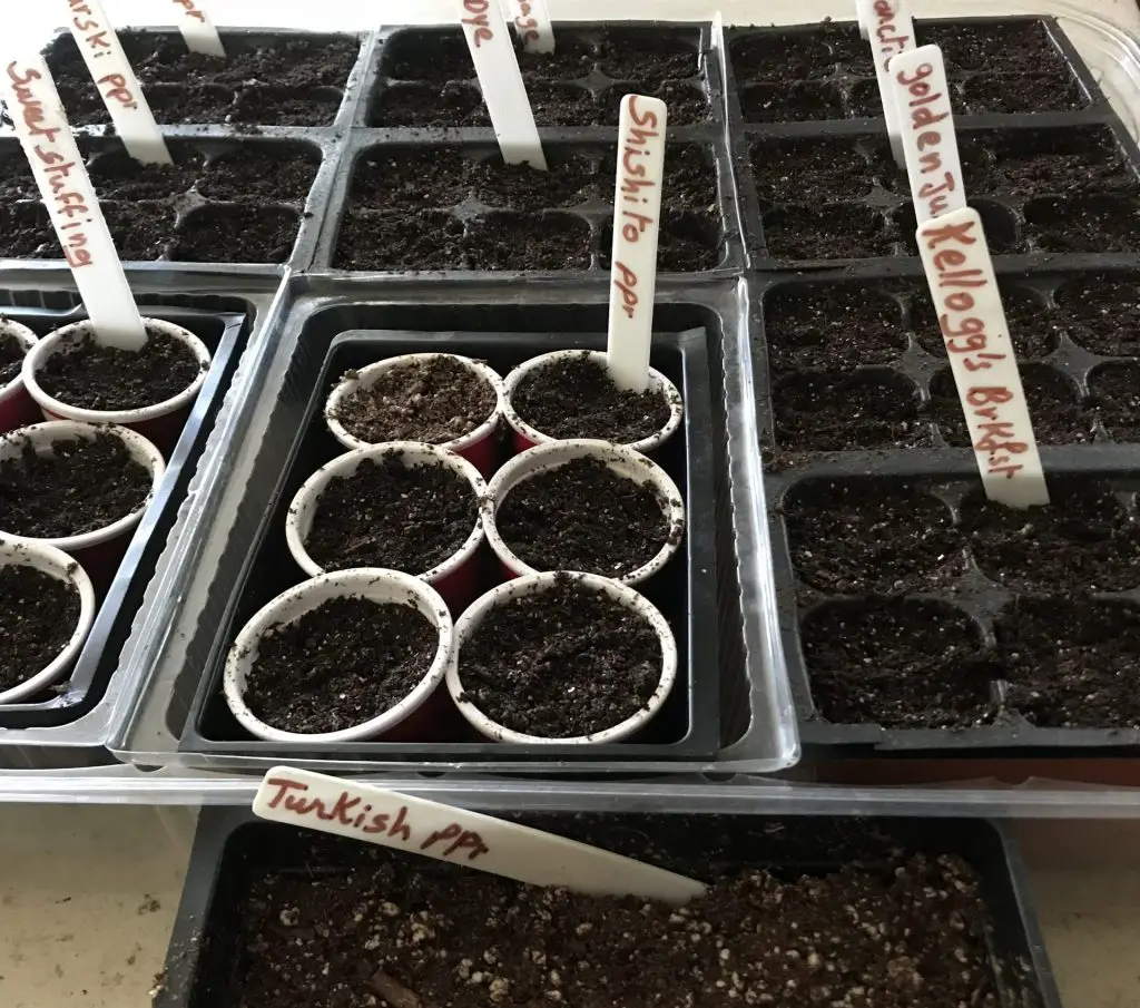 the ultimate guide to seed starting indoors