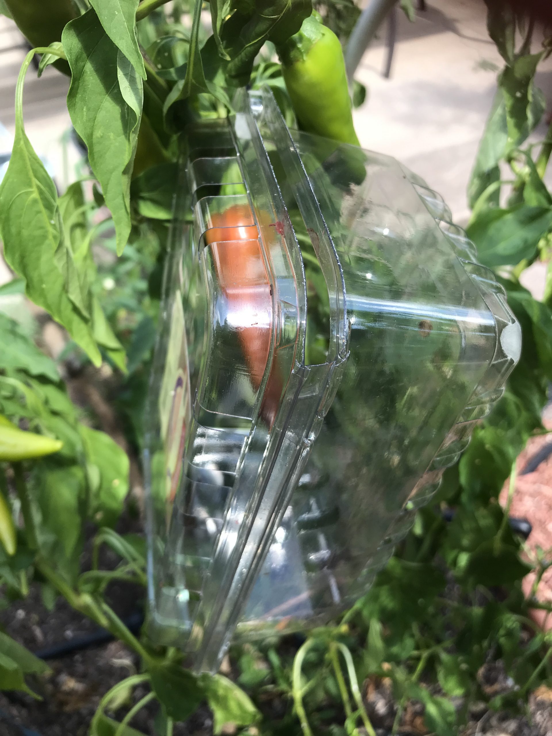 9 Ways to Protect Your Garden From Predators? - My Garden My Refuge