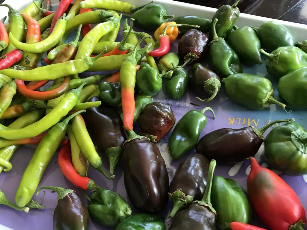 pepper harvest