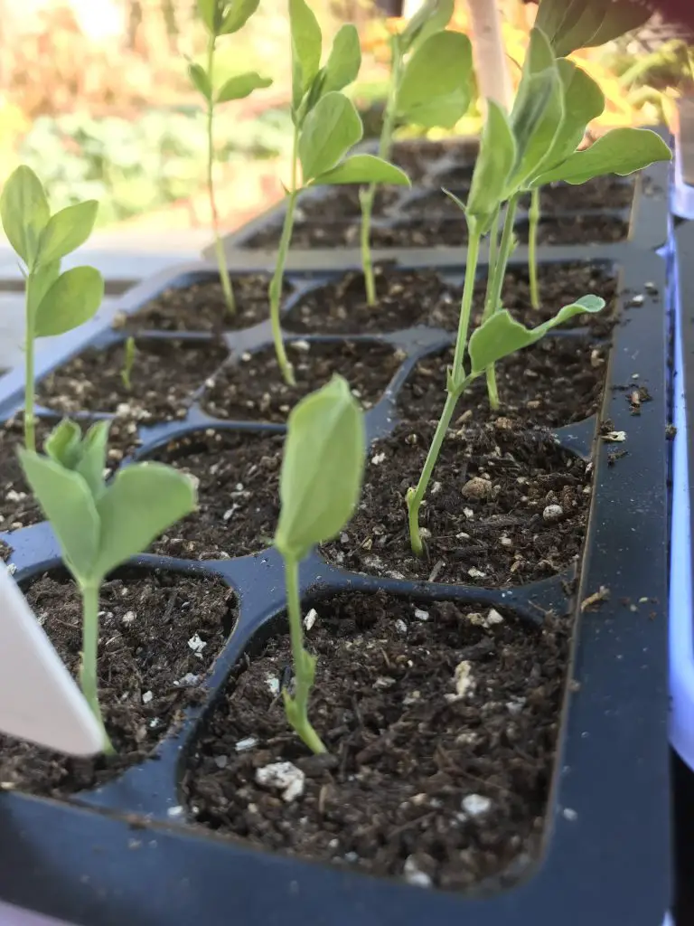 sweet pea seedlings