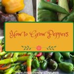 How To Grow Great Peppers in Central Texas