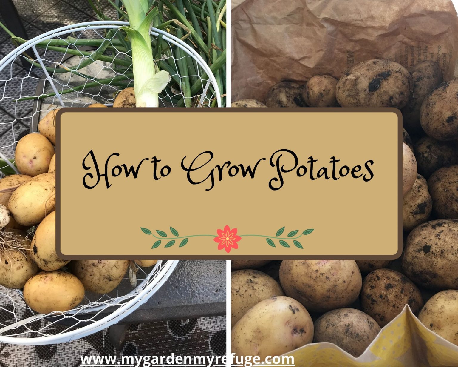 How to Grow Potatoes in Central Texas Wellness Gardens