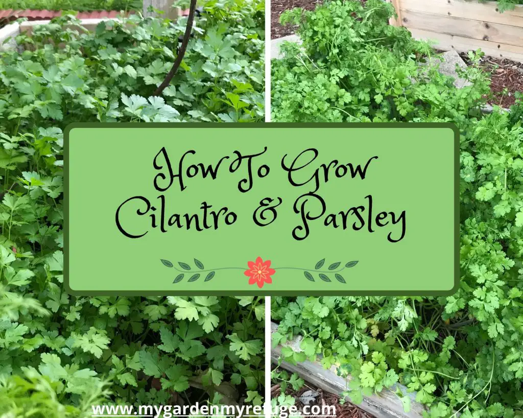 how to grow cilantro and parsley