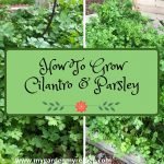 Growing Cilantro & Parsley in Central Texas