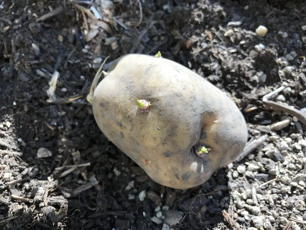 grow sprouting potato