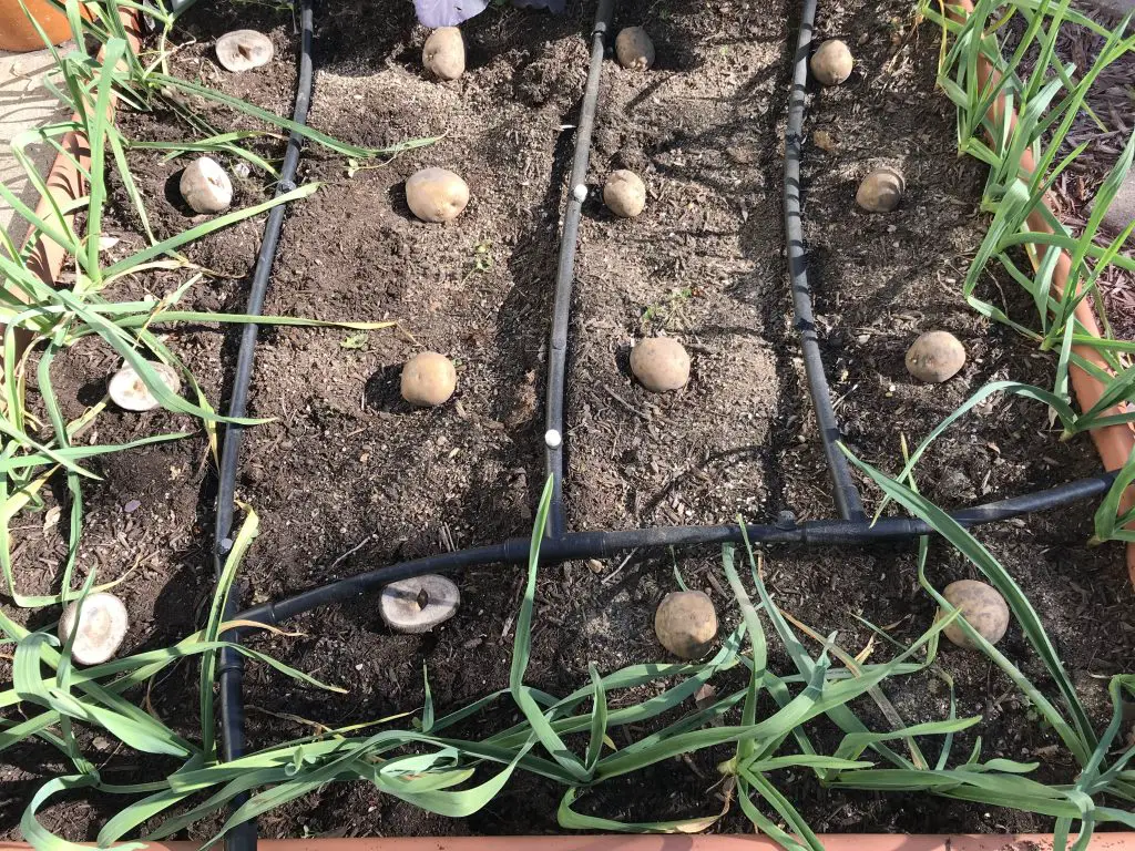 grow potatoes