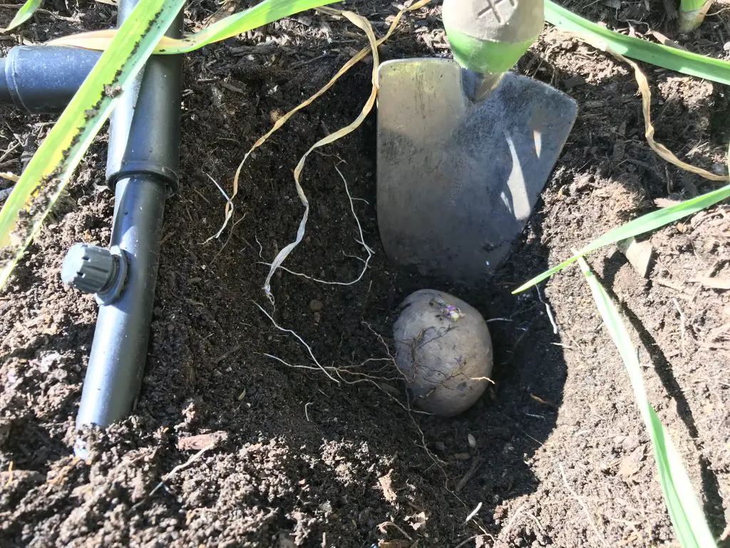 grow potatoes in raised beds