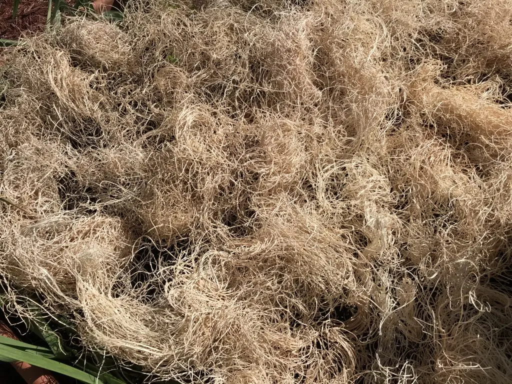 mulching growing potatoes