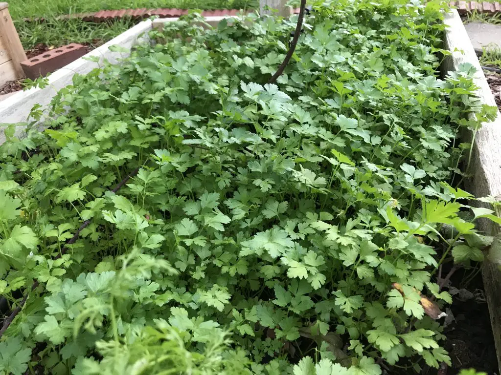 growing parsley and cilantro