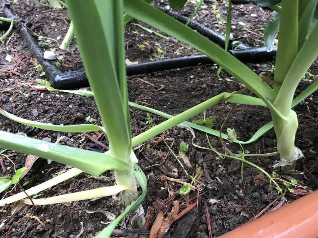 how to grow leeks in central Texas